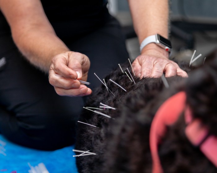 Veterinary Acupuncture in West Chester, PA West Chester Vet Center