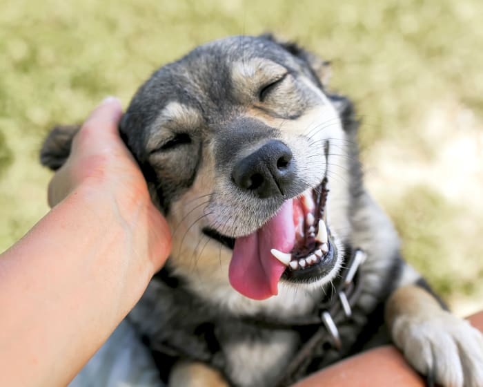 Medical Boarding for Cats & Dogs, West Chester