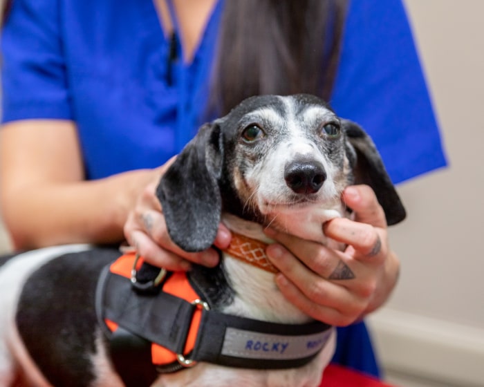 Geriatric Care for Pets, West Chester