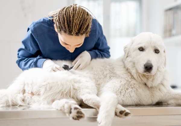 Specialists | West Chester Veterinary Medical Center | West Chester Speciality & Emergency Vet