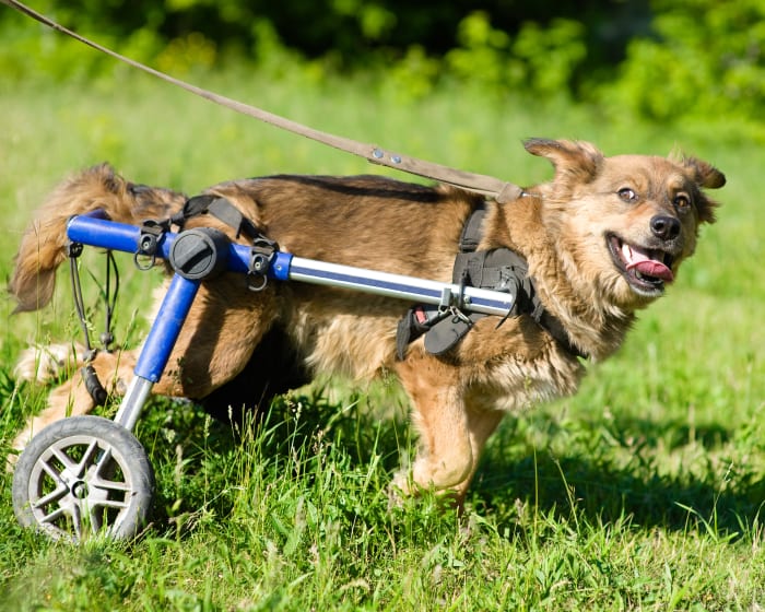 Limited Mobility in Cats and Dogs, West Chester