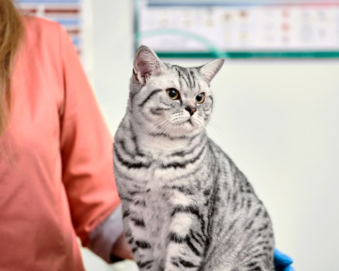 Weight Loss & Obesity in Pets, West Chester