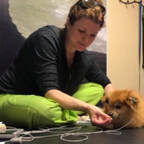 Dr. Carrie Woodcock, West Chester Veterinarian